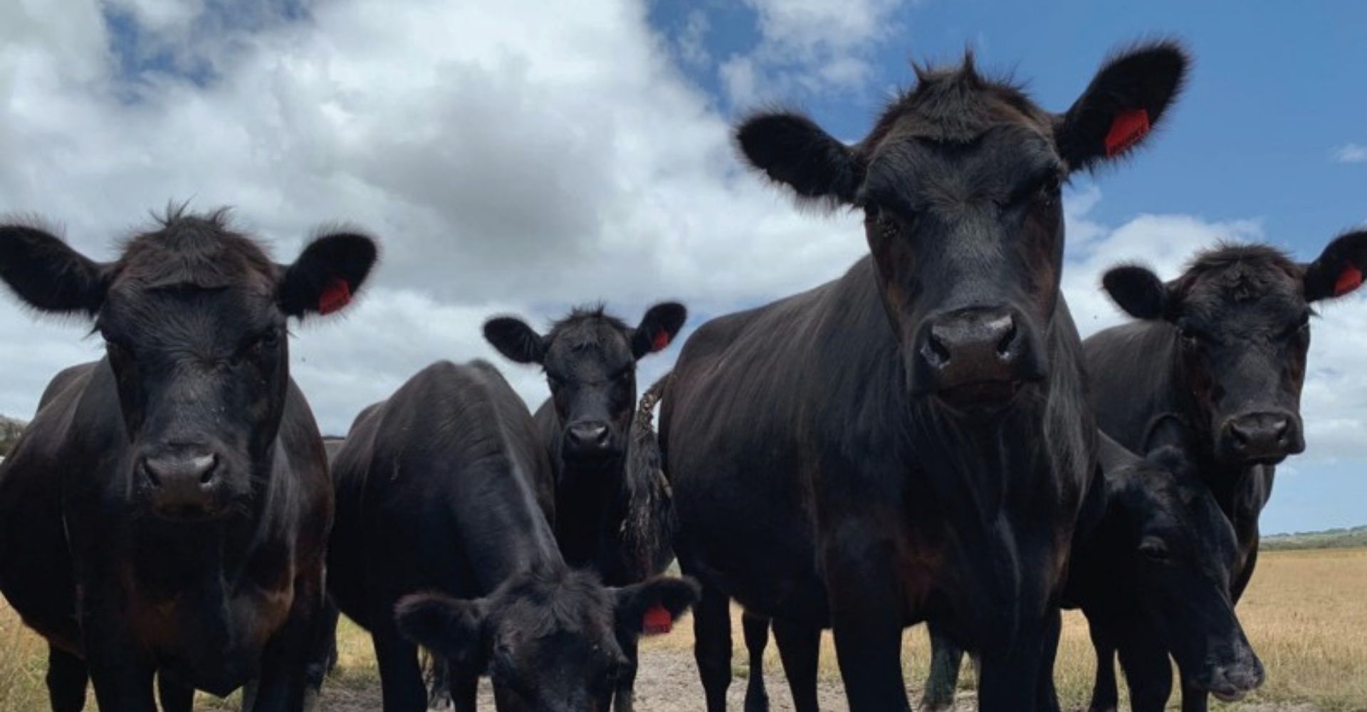 Herd Scheme Values 2026: What the Record Highs Mean for Your Farm